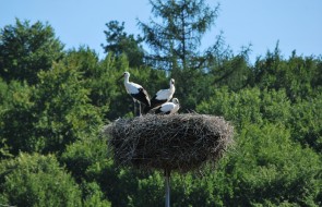 Agroturystyka Podkarpacie (10)
