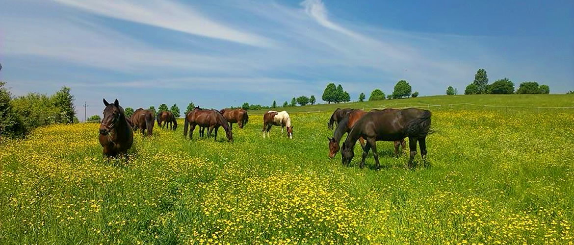 agroturystyka-rymanow